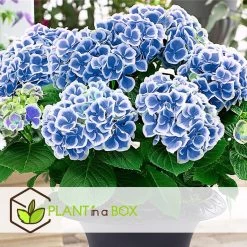 Hydrangea Bicolor 'Bavaria' Blue - Set Van 3 - Pot 9cm - Hoogte 25-40cm -GroenThuis Voordeel 1000046207 0103