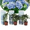 Hydrangea Bicolor 'Bavaria' Blue - Set Van 3 - Pot 9cm - Hoogte 25-40cm -GroenThuis Voordeel 1000046207