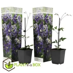 Clematis Taiga - Set Van 2 - Winterharde Klimplanten - Pot 9cm - Hoogte 25-40cm 7 Clematis Taiga - Set Van 2 - Winterharde Klimplanten - Pot 9cm - Hoogte 25-40cm -GroenThuis Voordeel 1000046220 0101