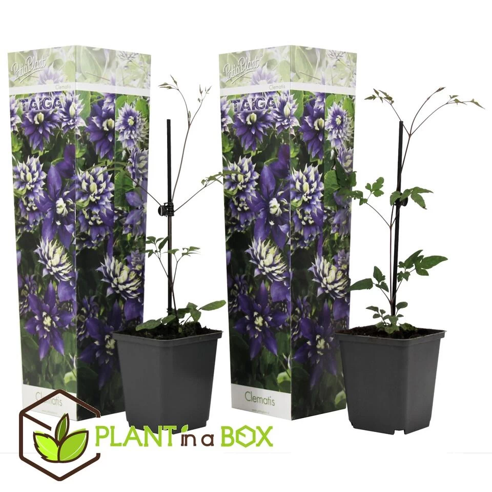 Clematis Taiga - Set Van 2 - Winterharde Klimplanten - Pot 9cm - Hoogte 25-40cm 5 Clematis Taiga - Set Van 2 - Winterharde Klimplanten - Pot 9cm - Hoogte 25-40cm - Afbeelding 3