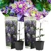 Clematis Taiga - Set Van 2 - Winterharde Klimplanten - Pot 9cm - Hoogte 25-40cm 2 Clematis Taiga - Set Van 2 - Winterharde Klimplanten - Pot 9cm - Hoogte 25-40cm -GroenThuis Voordeel 1000046220