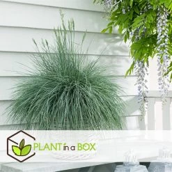 Festuca Glauca 'Elijah Blue' - Set Van 9 Festuca - Pot 9cm - Hoogte 10-15cm -GroenThuis Voordeel 1000046236 0103