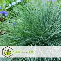 Festuca Glauca 'Elijah Blue' - Set Van 9 Festuca - Pot 9cm - Hoogte 10-15cm -GroenThuis Voordeel 1000046236 0104