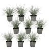 Festuca Glauca 'Elijah Blue' - Set Van 9 Festuca - Pot 9cm - Hoogte 10-15cm -GroenThuis Voordeel 1000046236