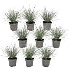 Festuca Glauca 'Elijah Blue' - Set Van 9 Festuca - Pot 9cm - Hoogte 10-15cm