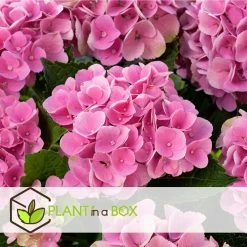 Hydrangea Macrophylla - Mix Van 3 - Hortensia - Pot 9cm - Hoogte 25-40cm -GroenThuis Voordeel 1000046245 0103