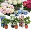 Hydrangea Macrophylla - Mix Van 3 - Hortensia - Pot 9cm - Hoogte 25-40cm -GroenThuis Voordeel 1000046245