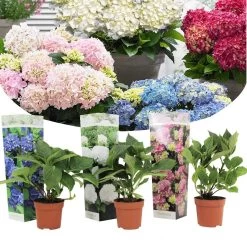 Hydrangea Macrophylla - Mix Van 3 - Hortensia - Pot 9cm - Hoogte 25-40cm