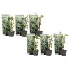 Hydrangea 'Petiolaris’ - Set Van 6 - Klimhortensia - Pot 9cm - Hoogte 25-40cm -GroenThuis Voordeel 1000046254