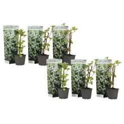 Hydrangea 'Petiolaris’ - Set Van 6 - Klimhortensia - Pot 9cm - Hoogte 25-40cm
