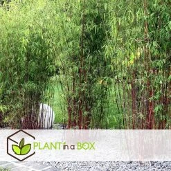 Fargesia Asian - Set Van 6 - Niet Woekerende Bamboe - Pot 13cm - Hoogte 25-40cm -GroenThuis Voordeel 1000046265 0102