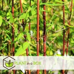 Fargesia Asian - Set Van 6 - Niet Woekerende Bamboe - Pot 13cm - Hoogte 25-40cm -GroenThuis Voordeel 1000046265 0103