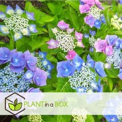 Hortensia Teller - Mix Van 6 - Tuinhortensia - Pot 9cm - Hoogte 25-40cm -GroenThuis Voordeel 1000046269 0102