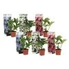 Hortensia Teller - Mix Van 6 - Tuinhortensia - Pot 9cm - Hoogte 25-40cm -GroenThuis Voordeel 1000046269