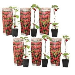 Frambozenplant - Set Van 6 - Frambozenstruik - Pot 9cm - Hoogte 25-40cm