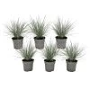 Festuca Glauca 'Elijah Blue' - Set Van 6 Festuca - Pot 9cm - Hoogte 10-15cm -GroenThuis Voordeel 1000046289