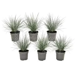 Festuca Glauca 'Elijah Blue' - Set Van 6 Festuca - Pot 9cm - Hoogte 10-15cm