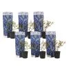 Blueberry 'Sunshine Blue' - Set Van 6 - Bessenplant - Pot 9cm - Hoogte 25-40cm -GroenThuis Voordeel 1000046291