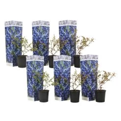 Blueberry 'Sunshine Blue' - Set Van 6 - Bessenplant - Pot 9cm - Hoogte 25-40cm