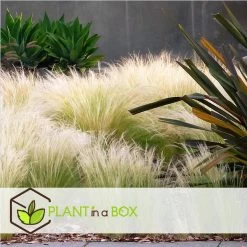Stipa Tenuifolia 'Pony Tails' - Set Van 6 - Gras - Pot 9cm - Hoogte 20-30cm -GroenThuis Voordeel 1000046299 0103