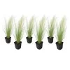 Stipa Tenuifolia 'Pony Tails' - Set Van 6 - Gras - Pot 9cm - Hoogte 20-30cm -GroenThuis Voordeel 1000046299