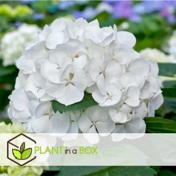 Hydrangea Macrophylla - Wit - Set Van 3 - Hortensia - Pot 9cm - Hoogte 25-40cm -GroenThuis Voordeel 1000046300 0102