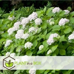 Hydrangea Macrophylla - Wit - Set Van 3 - Hortensia - Pot 9cm - Hoogte 25-40cm -GroenThuis Voordeel 1000046300 0103