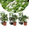 Hydrangea Macrophylla - Wit - Set Van 3 - Hortensia - Pot 9cm - Hoogte 25-40cm