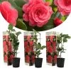 Camellia Japonica - Set Van 3 - Rood - Japanse Rozen - Pot 9cm - Hoogte 25-40cm -GroenThuis Voordeel 1000046894