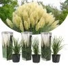 Cortaderia Selloana - Set Van 3 - Siergras - Wit - Pot 9cm - Hoogte 25-40cm -GroenThuis Voordeel 1000046898