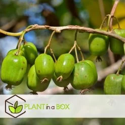 Smoothie Mix - Mix Van 4 - Goji,Cranberry,bes, Kiwi - Pot 9cm - Hoogte 25-40cm -GroenThuis Voordeel 1000046902 0102