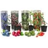 Smoothie Mix - Mix Van 4 - Goji,Cranberry,bes, Kiwi - Pot 9cm - Hoogte 25-40cm -GroenThuis Voordeel 1000046902