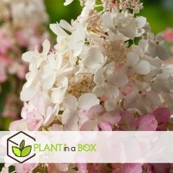 Hydrangea 'Pinky Winky' - Set Van 2 - Pluimhortensia - Pot 19cm - Hoogte 25-40cm -GroenThuis Voordeel 1000046909 0102