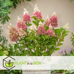 Hydrangea 'Pinky Winky' - Set Van 2 - Pluimhortensia - Pot 19cm - Hoogte 25-40cm -GroenThuis Voordeel 1000046909 0103