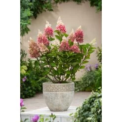 Hydrangea 'Pinky Winky' - Set Van 2 - Pluimhortensia - Pot 19cm - Hoogte 25-40cm