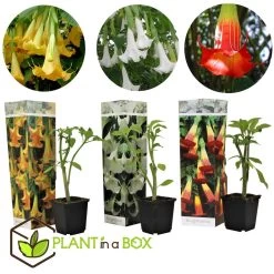 Brugmansia - Mix Van 3 - Trompetvormige Tuin Bloemen - Pot 9cm - Hoogte 25-40cm 8 Brugmansia - Mix Van 3 - Trompetvormige Tuin Bloemen - Pot 9cm - Hoogte 25-40cm -GroenThuis Voordeel 1000046910 0102