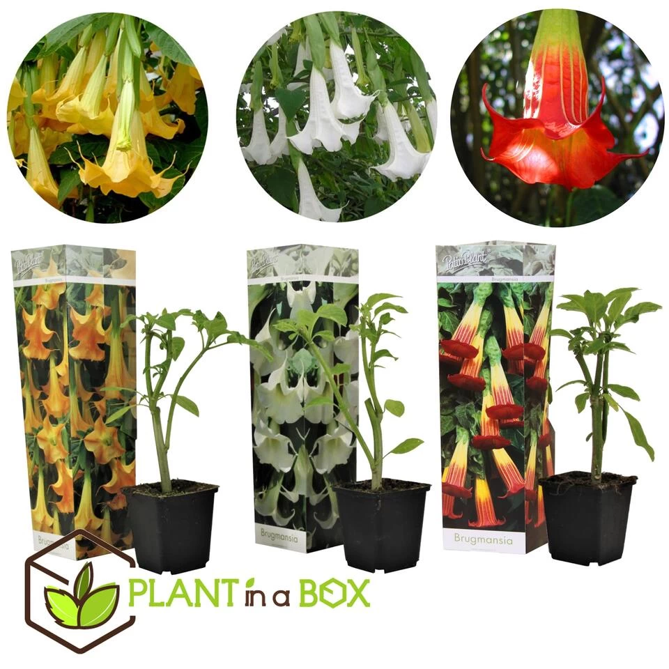 Brugmansia - Mix Van 3 - Trompetvormige Tuin Bloemen - Pot 9cm - Hoogte 25-40cm 5 Brugmansia - Mix Van 3 - Trompetvormige Tuin Bloemen - Pot 9cm - Hoogte 25-40cm - Afbeelding 3