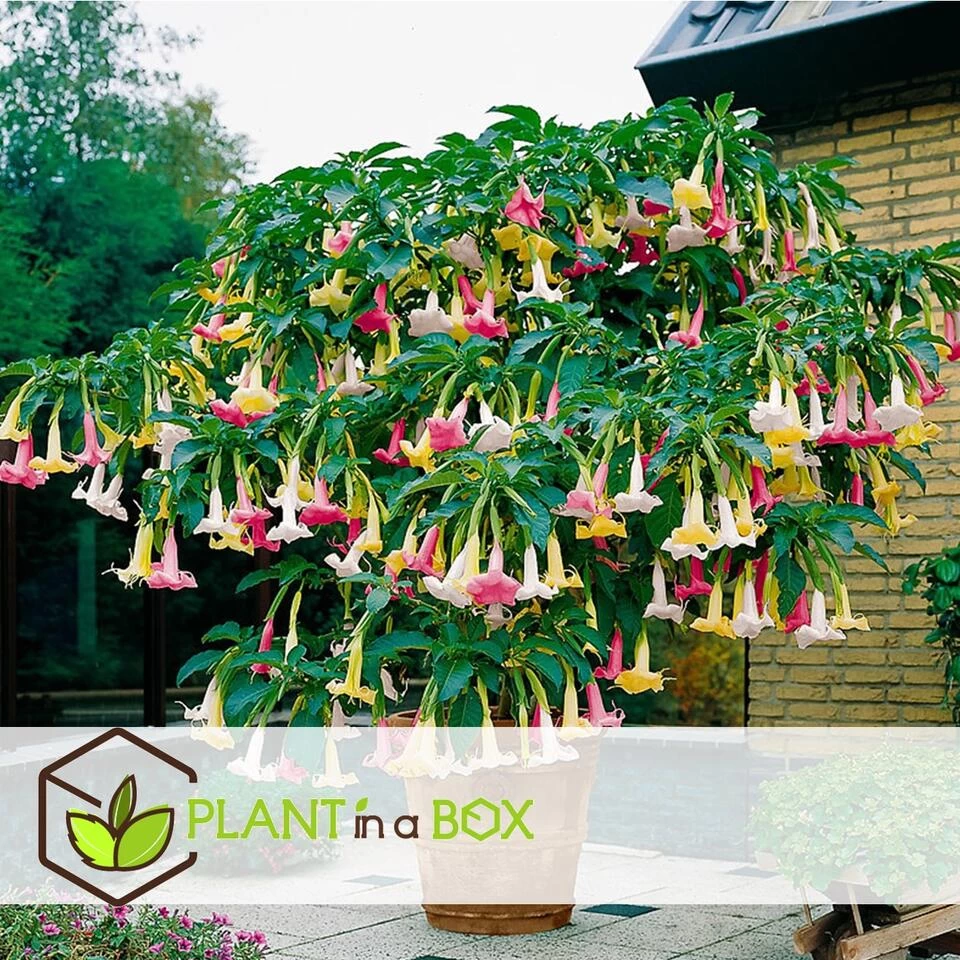 Brugmansia - Mix Van 3 - Trompetvormige Tuin Bloemen - Pot 9cm - Hoogte 25-40cm 6 Brugmansia - Mix Van 3 - Trompetvormige Tuin Bloemen - Pot 9cm - Hoogte 25-40cm - Afbeelding 4