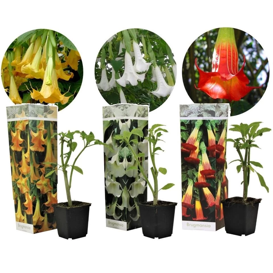 Brugmansia - Mix Van 3 - Trompetvormige Tuin Bloemen - Pot 9cm - Hoogte 25-40cm 3 Brugmansia - Mix Van 3 - Trompetvormige Tuin Bloemen - Pot 9cm - Hoogte 25-40cm