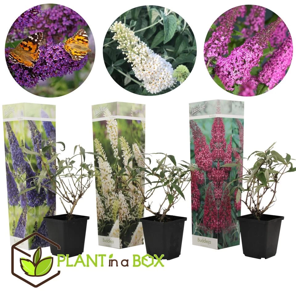 Vlinderstruiken - Mix Van 3 - Buddleja - Tuinplanten - Pot 9cm - Hoogte 25-40cm 4 Vlinderstruiken - Mix Van 3 - Buddleja - Tuinplanten - Pot 9cm - Hoogte 25-40cm - Afbeelding 2
