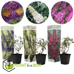 Vlinderstruiken - Mix Van 3 - Buddleja - Tuinplanten - Pot 9cm - Hoogte 25-40cm 8 Vlinderstruiken - Mix Van 3 - Buddleja - Tuinplanten - Pot 9cm - Hoogte 25-40cm -GroenThuis Voordeel 1000046916 0102