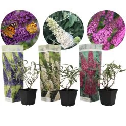 Vlinderstruiken - Mix Van 3 - Buddleja - Tuinplanten - Pot 9cm - Hoogte 25-40cm