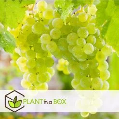 Druivenplanten - Mix Van 3 - Vitis Vinifera - Druif - Pot 9cm - Hoogte 25-40cm -GroenThuis Voordeel 1000046927 0102