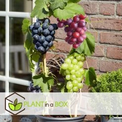 Druivenplanten - Mix Van 3 - Vitis Vinifera - Druif - Pot 9cm - Hoogte 25-40cm -GroenThuis Voordeel 1000046927 0103