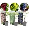 Druivenplanten - Mix Van 3 - Vitis Vinifera - Druif - Pot 9cm - Hoogte 25-40cm -GroenThuis Voordeel 1000046927