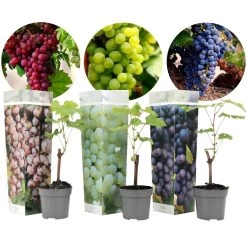 Druivenplanten - Mix Van 3 - Vitis Vinifera - Druif - Pot 9cm - Hoogte 25-40cm