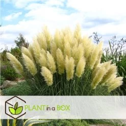 Cortaderia Selloana - Set Van 6 - Siergras - Wit - Pot 9cm - Hoogte 25-40cm -GroenThuis Voordeel 1000046930 0101