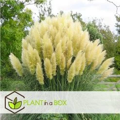 Cortaderia Selloana - Set Van 6 - Siergras - Wit - Pot 9cm - Hoogte 25-40cm -GroenThuis Voordeel 1000046930 0103