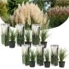 Cortaderia Selloana - Set Van 6 - Siergras - Wit - Pot 9cm - Hoogte 25-40cm -GroenThuis Voordeel 1000046930