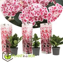 Hydrangea Bicolor 'Camilla' Roze - Set Van 3 - Pot 9cm - Hoogte 25-40cm 8 Hydrangea Bicolor 'Camilla' Roze - Set Van 3 - Pot 9cm - Hoogte 25-40cm -GroenThuis Voordeel 1000046935 0102